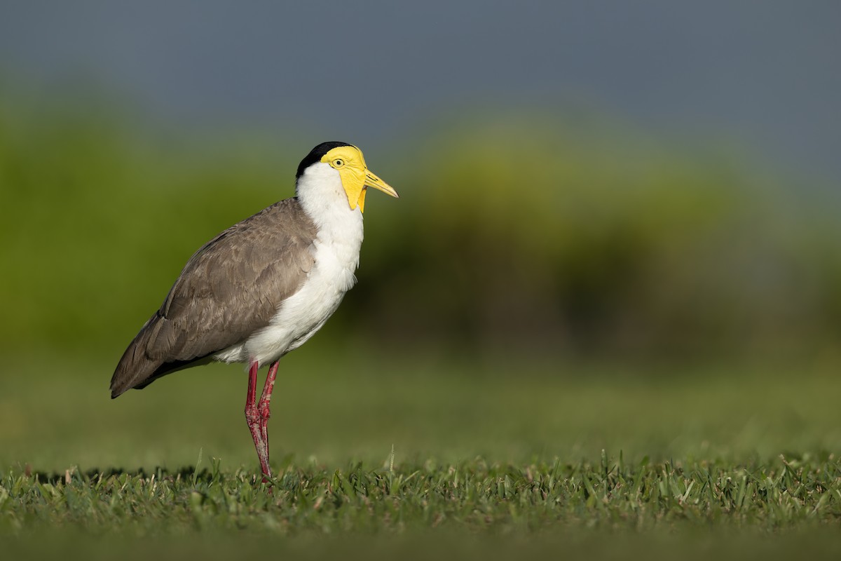 Miğferli Kızkuşu - ML646960164