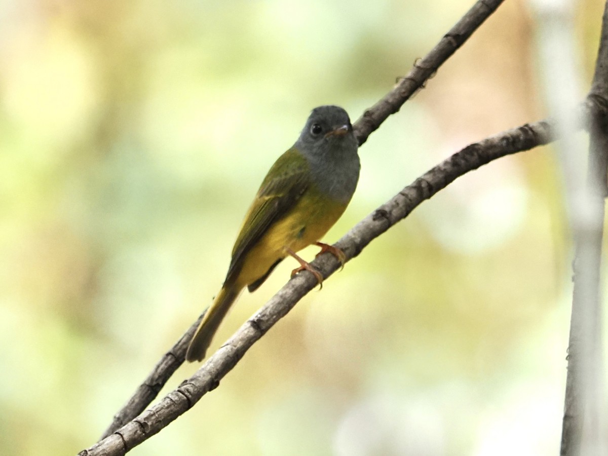 Gray-headed Canary-Flycatcher - ML646960177