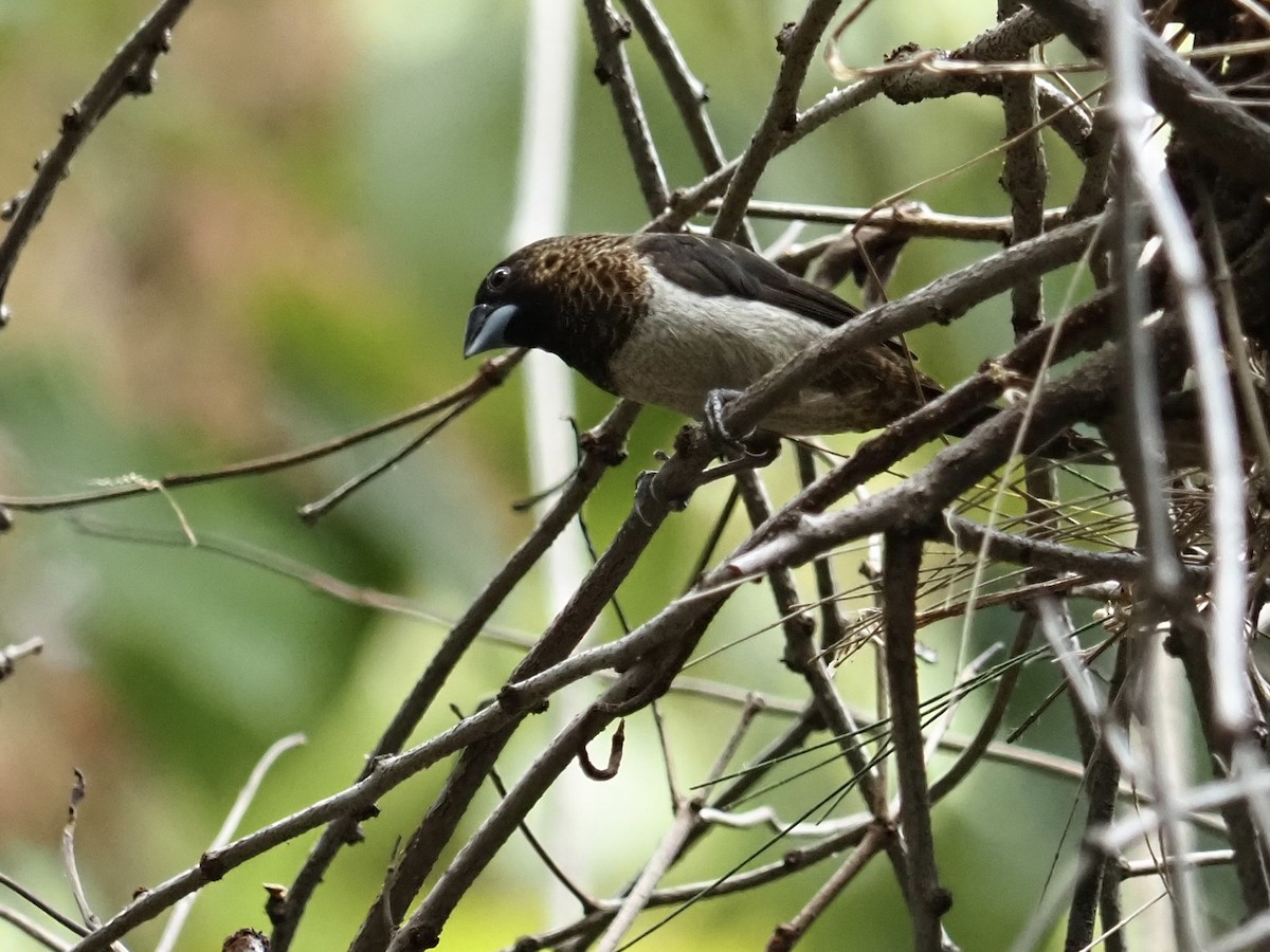 White-rumped Munia - ML646960180
