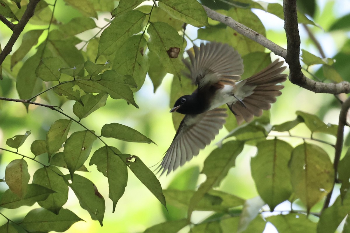 Black Paradise-Flycatcher - ML646960181