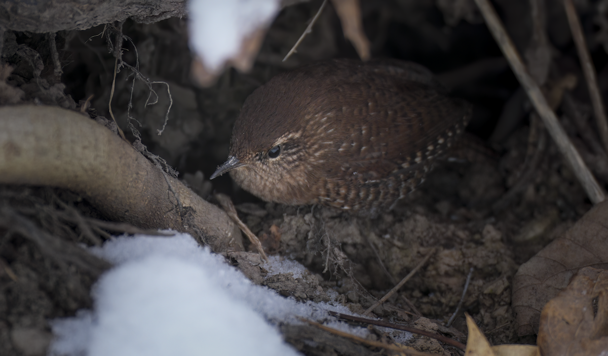 střízlík kanadský - ML646960182