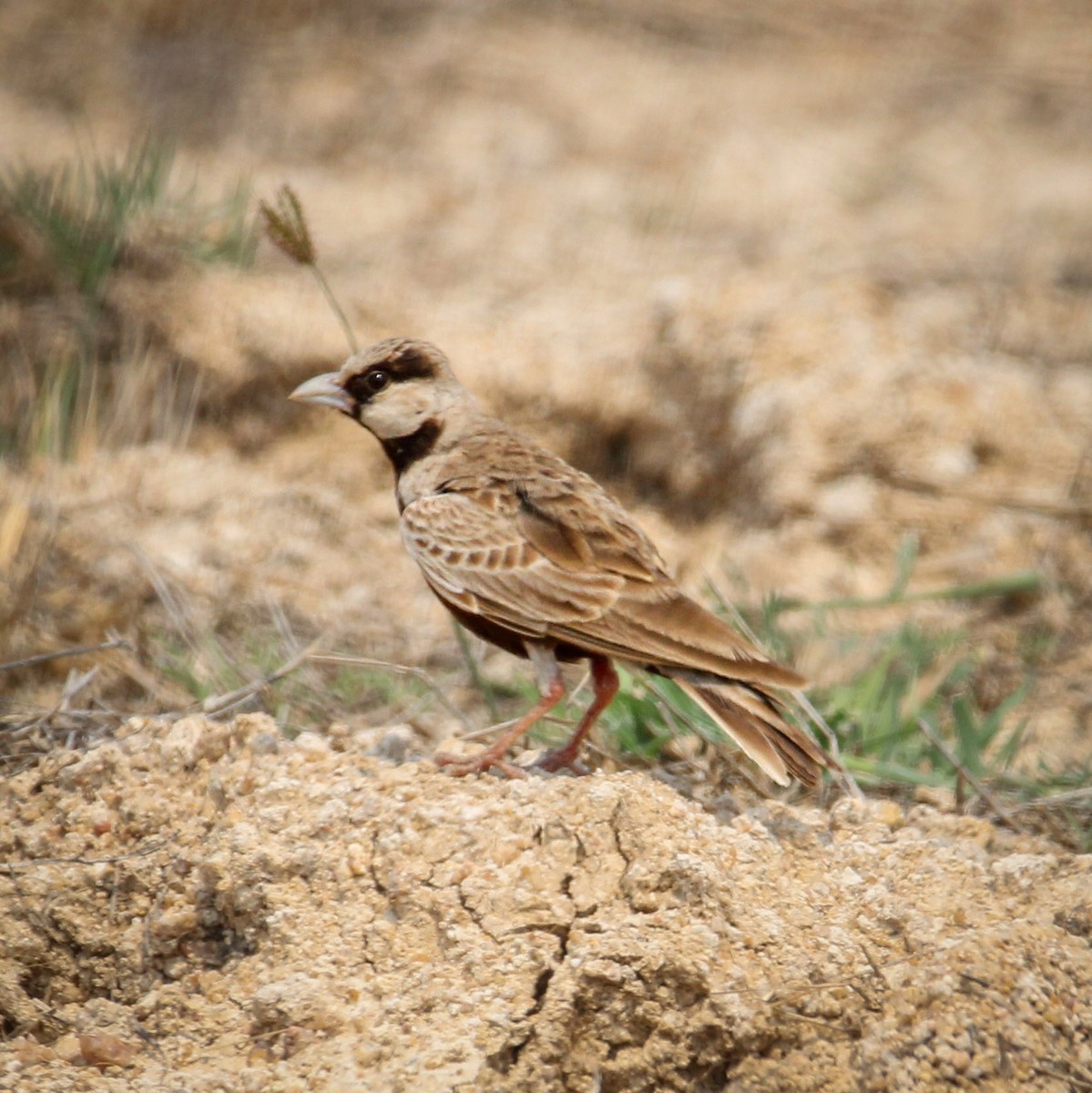 gråkronelerke - ML646960188