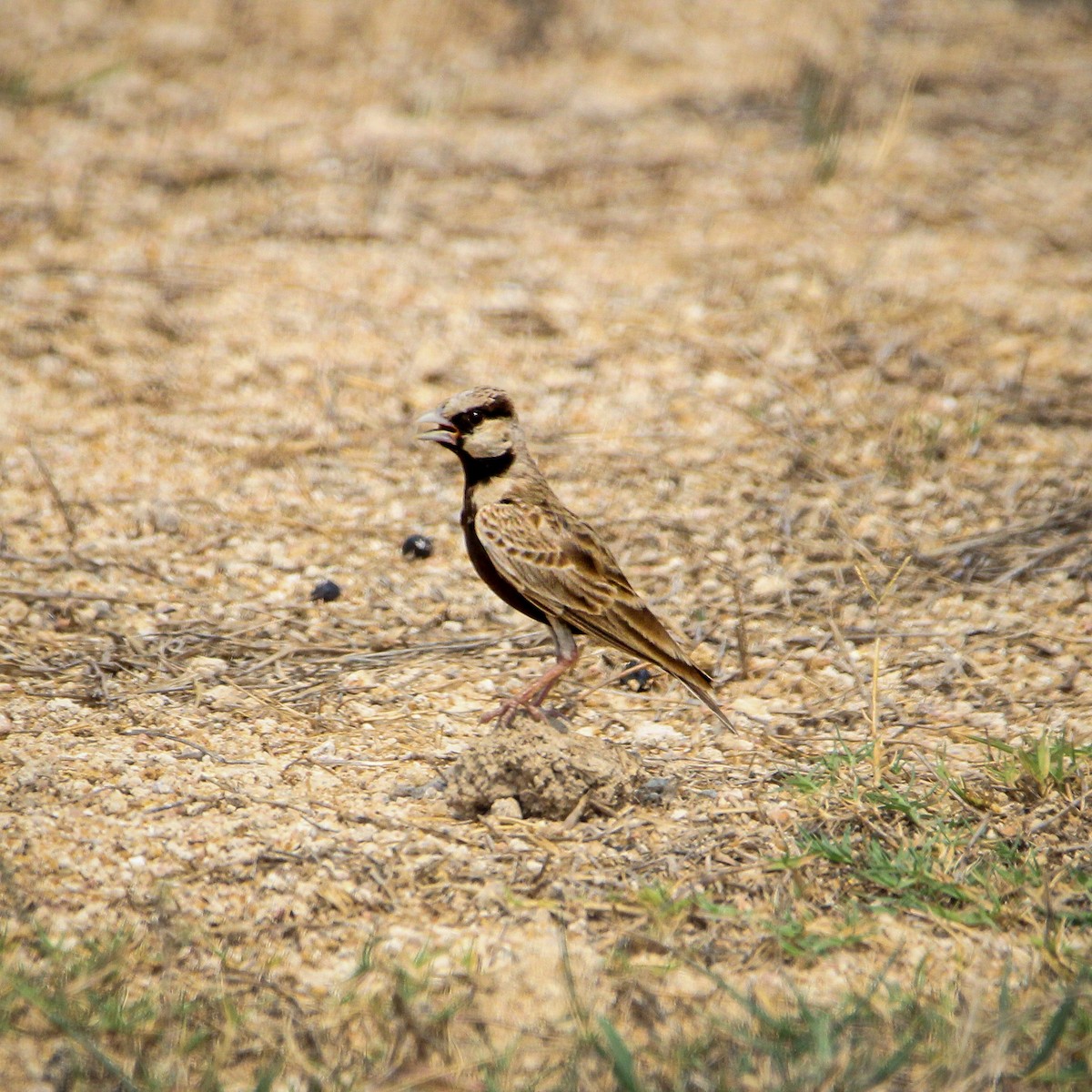 gråkronelerke - ML646960189