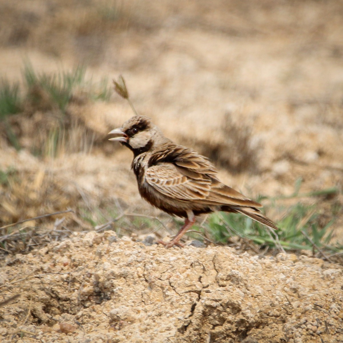 gråkronelerke - ML646960190