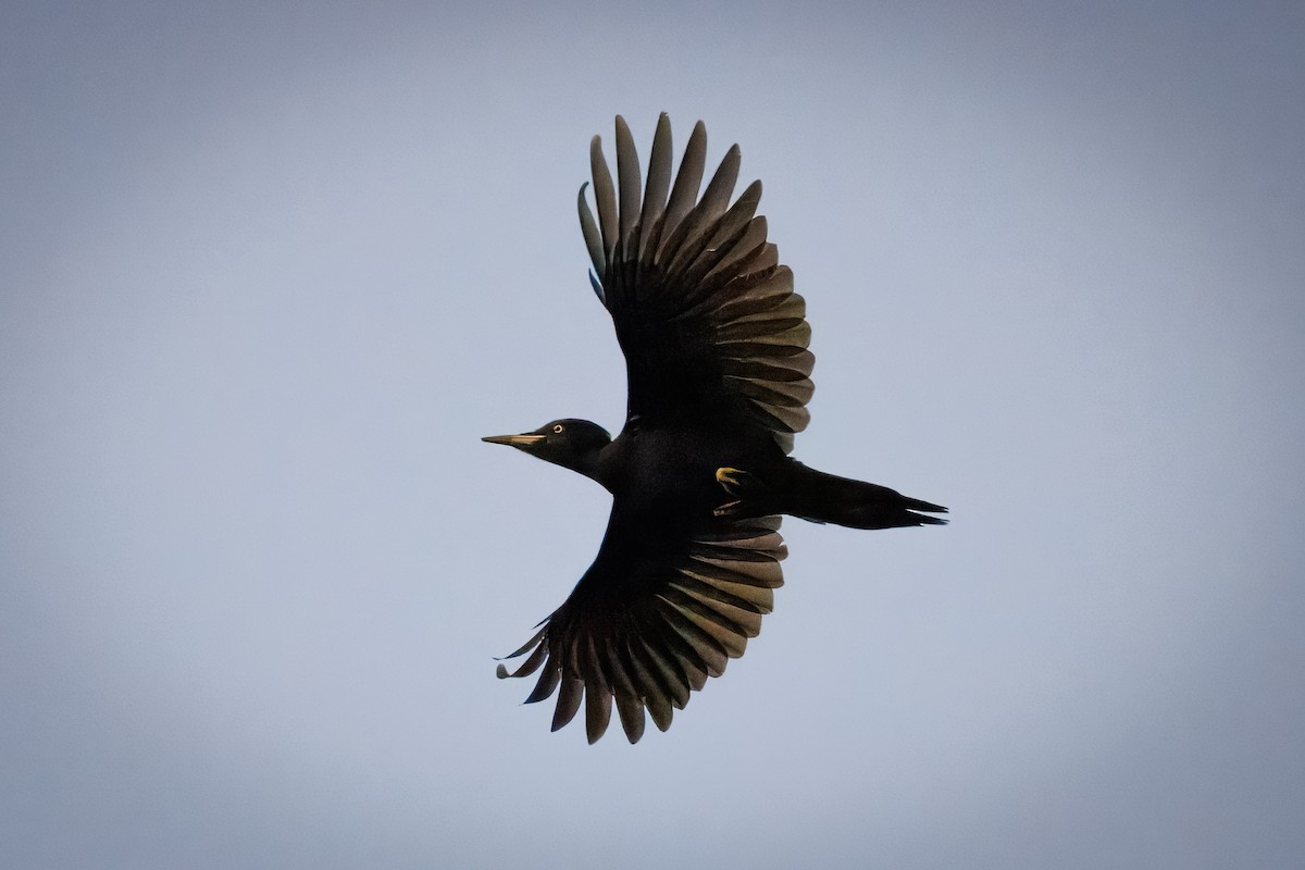 Pic noir - ML646960192