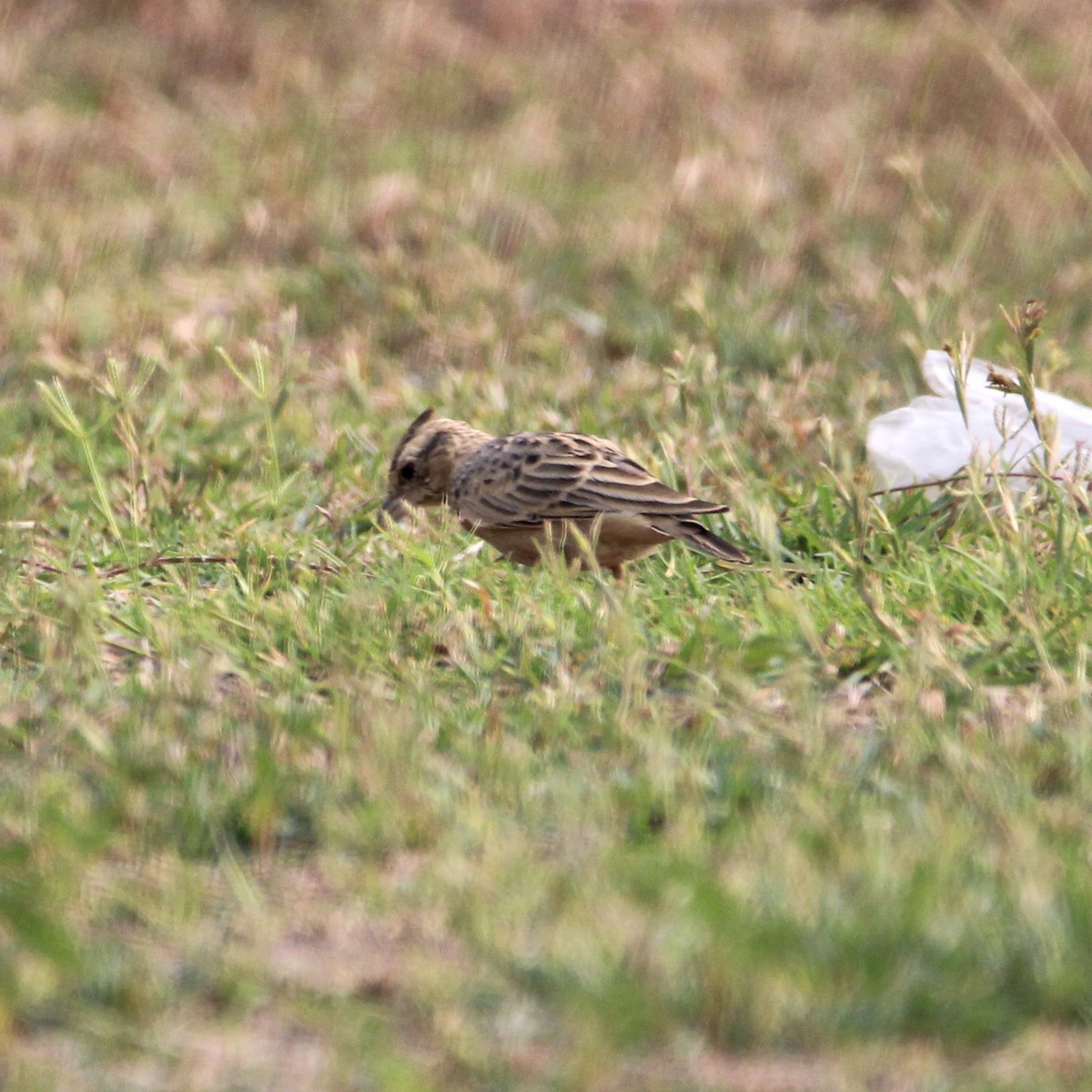 kaneltopplerke - ML646960203