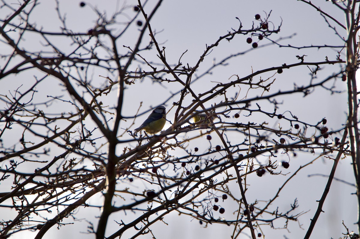 Eurasian Blue Tit - ML646960204