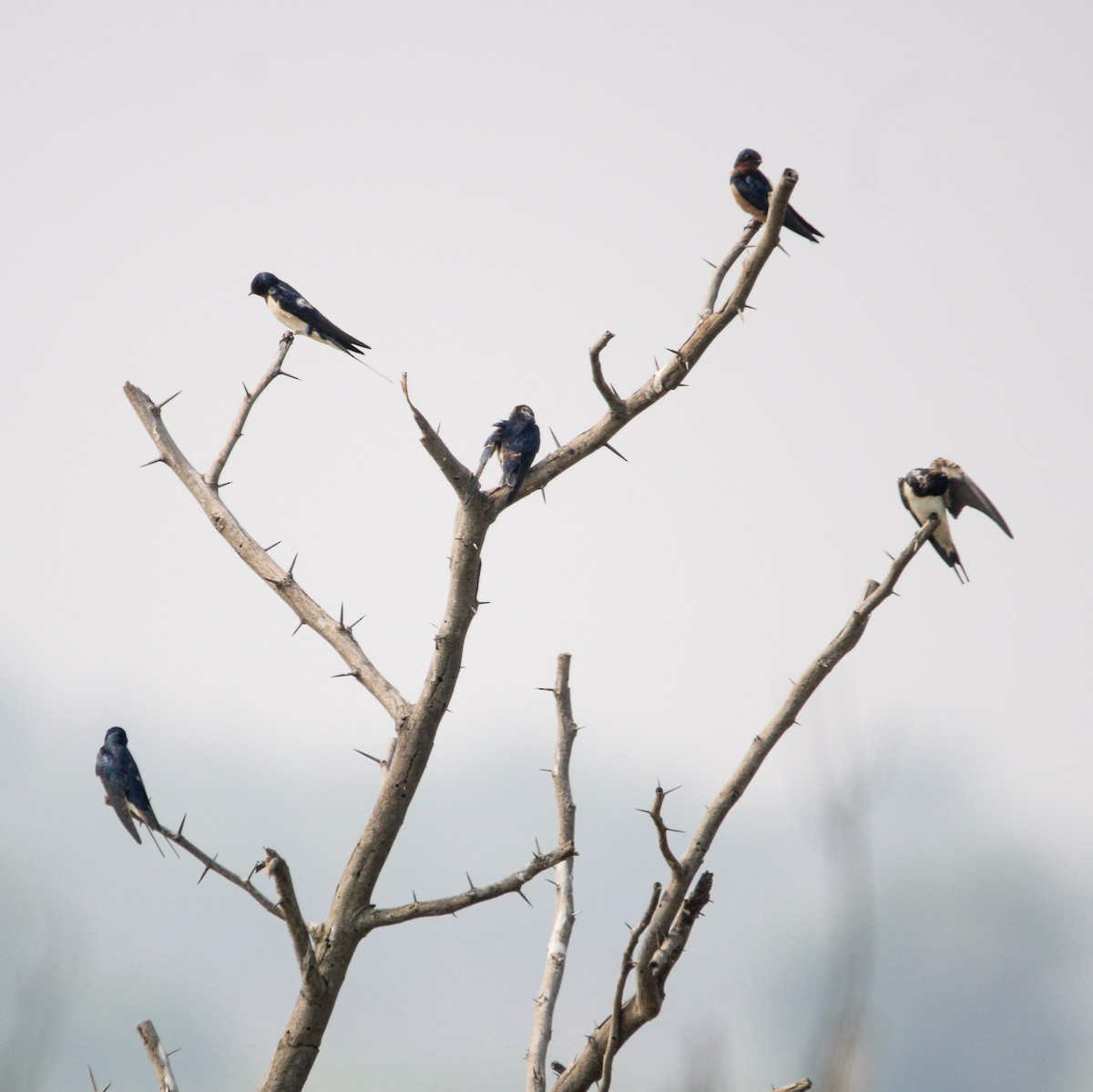 Ластівка сільська - ML646960208