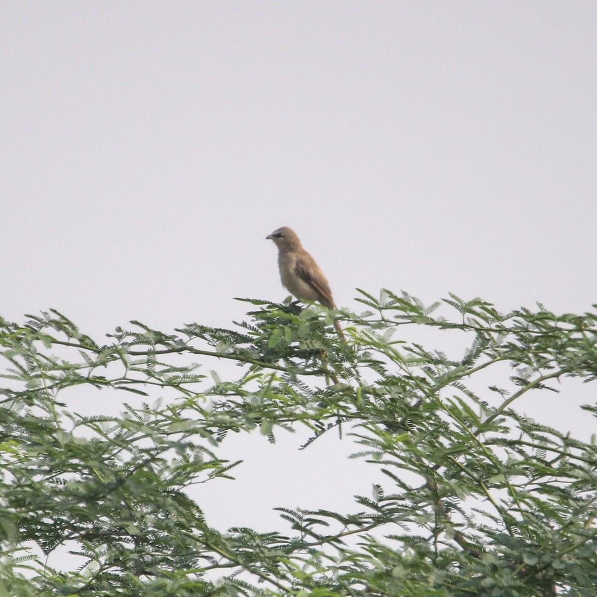 gråskriketrost - ML646960217