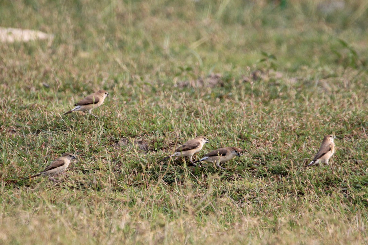 indiasølvnebb - ML646960221