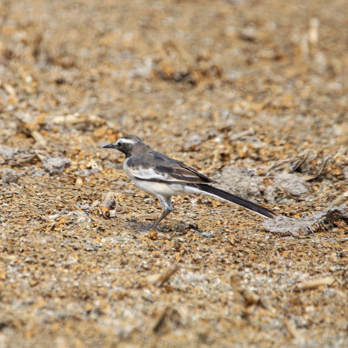 skjæreerle - ML646960228