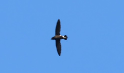 Silver-backed Needletail - ML646960229