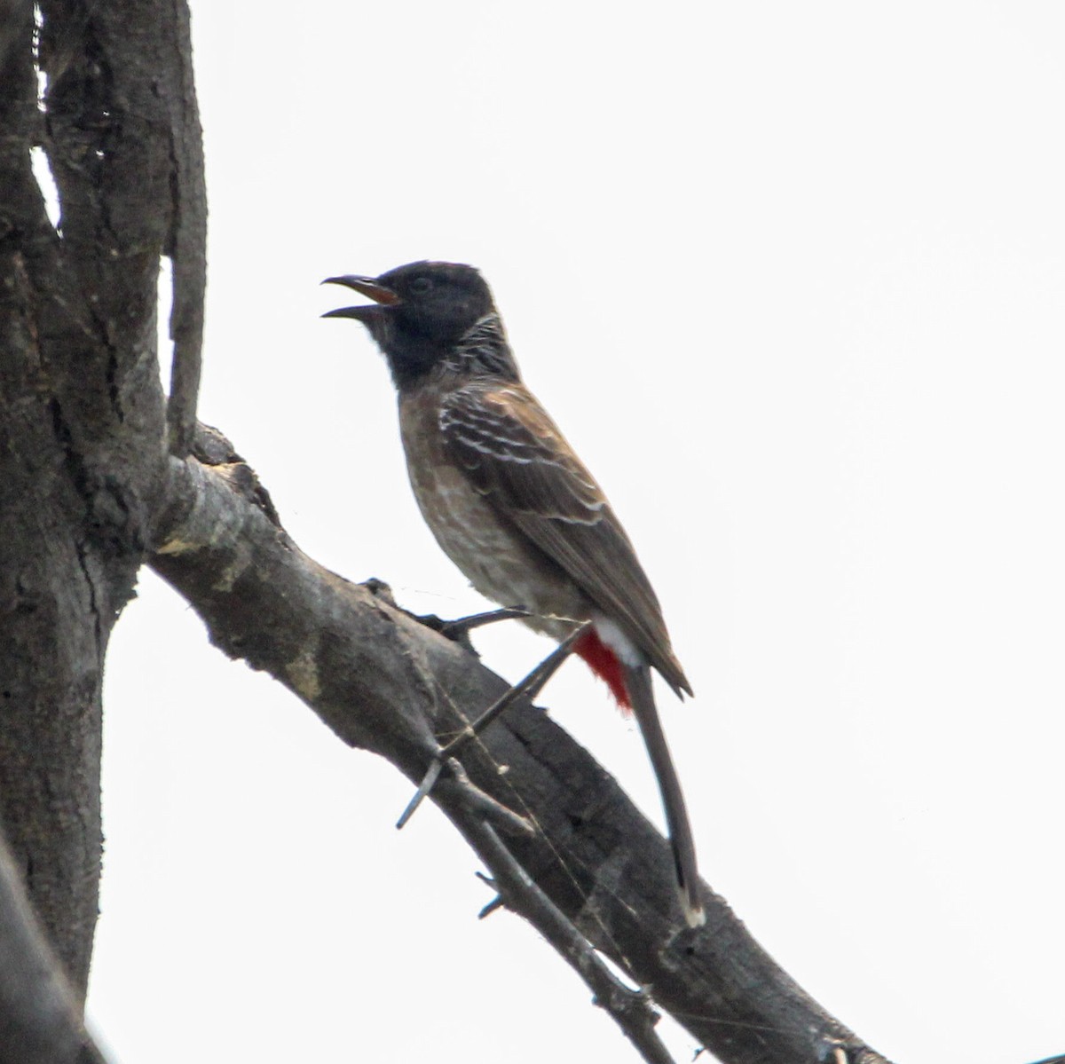 rødgumpbylbyl - ML646960234