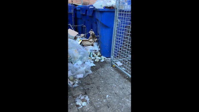 Ovenbird - ML646960235