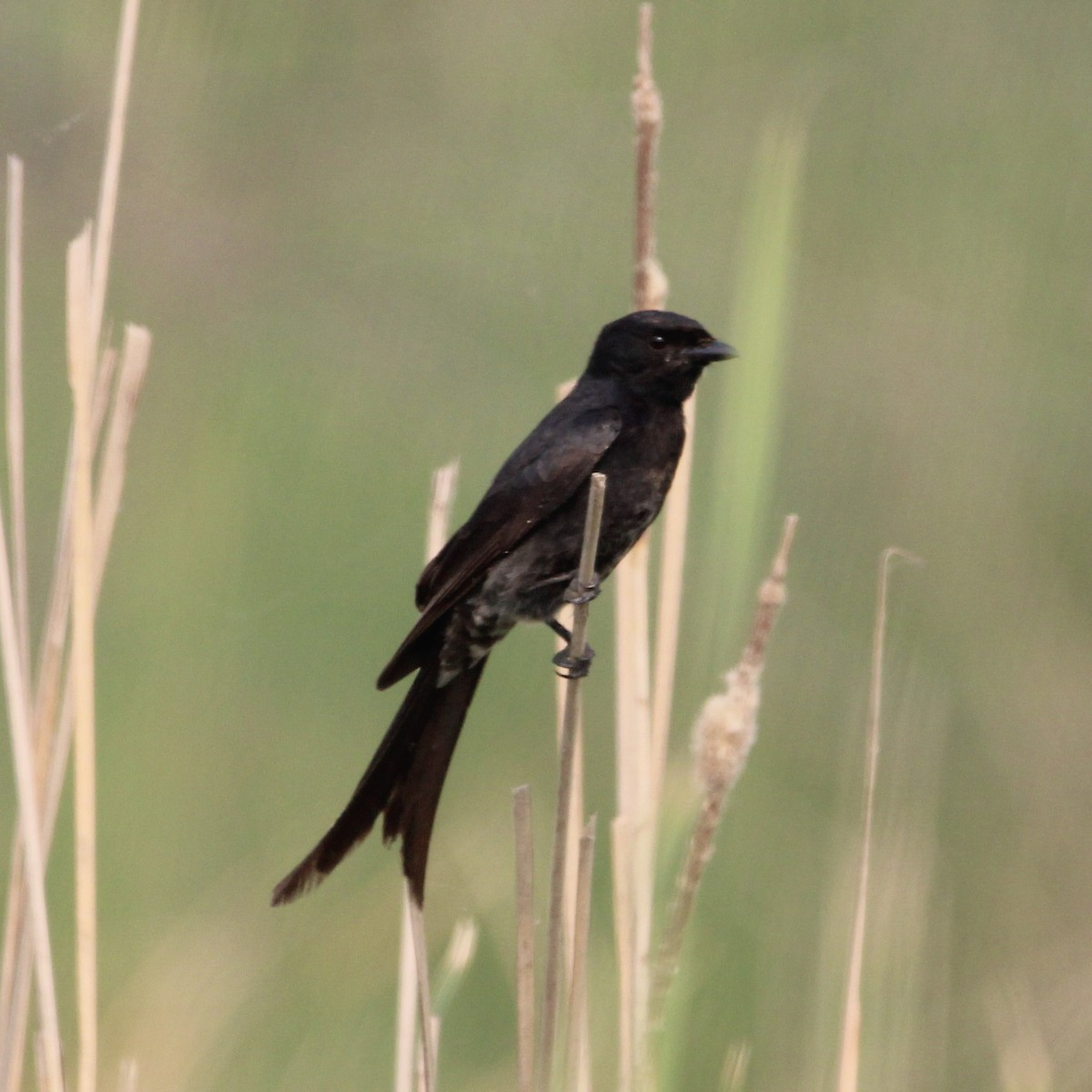 svartdrongo - ML646960238