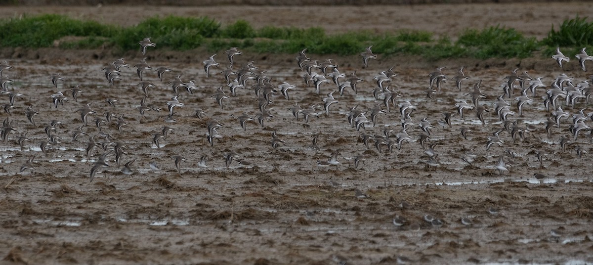 Little Stint - ML646960239