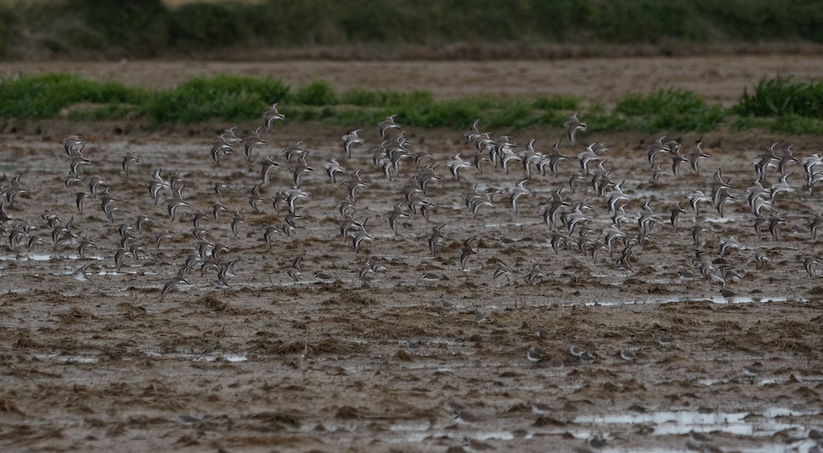 Little Stint - ML646960240
