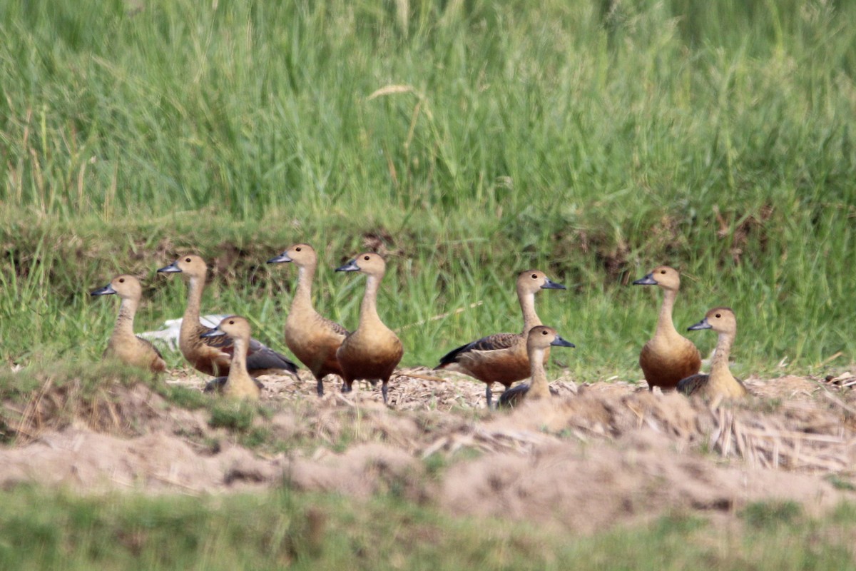 småplystreand - ML646960243