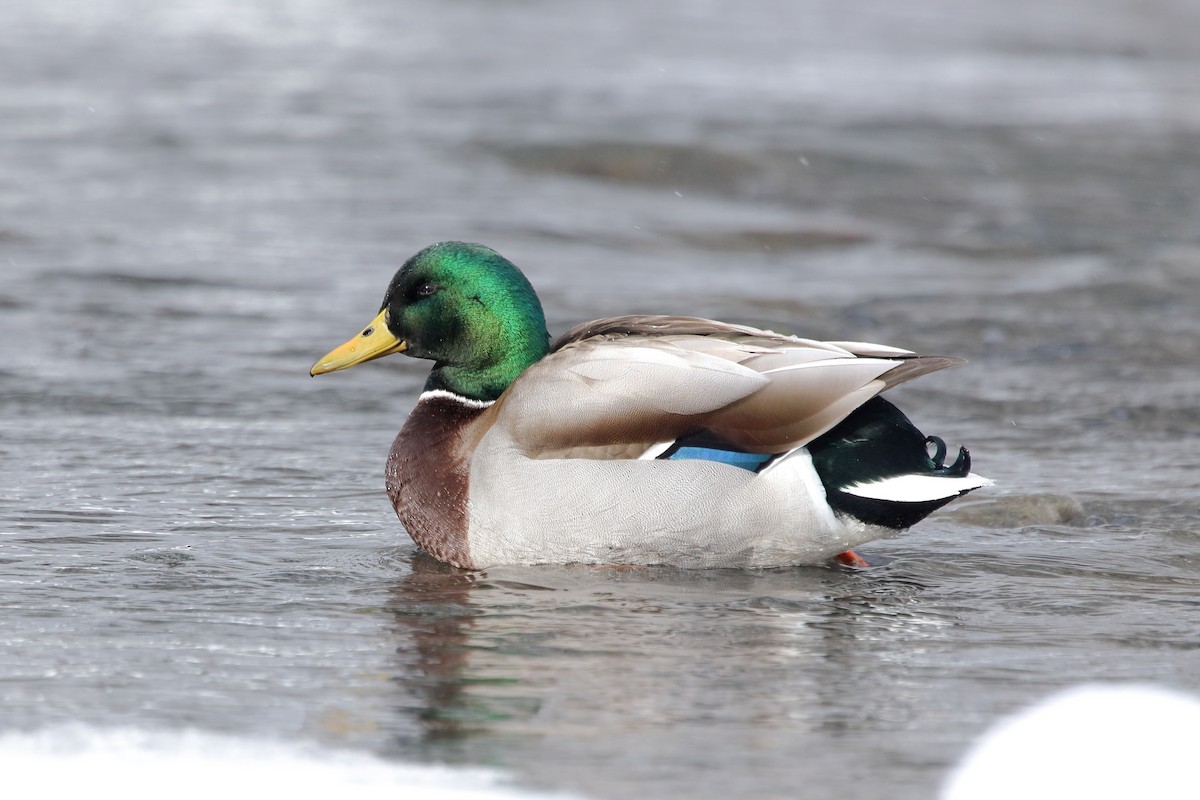 Ánade Azulón - ML646960244