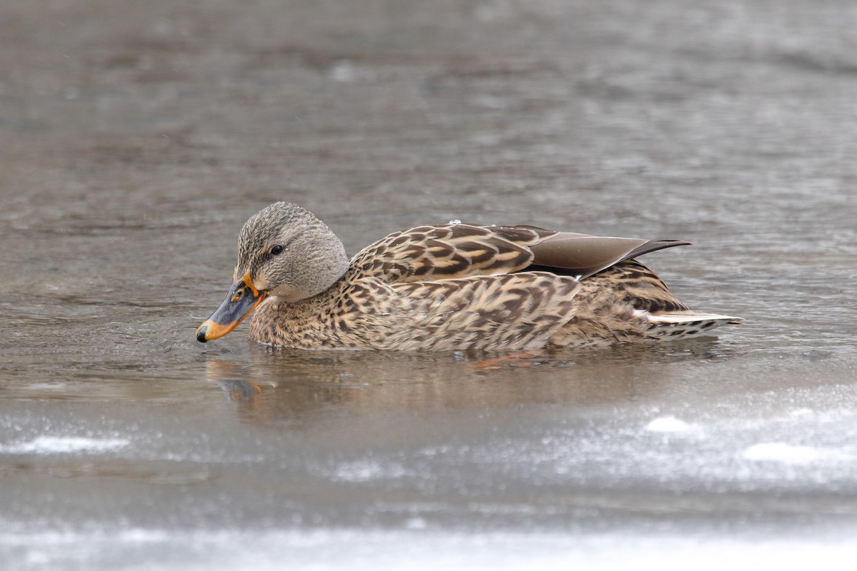 Ánade Azulón - ML646960245