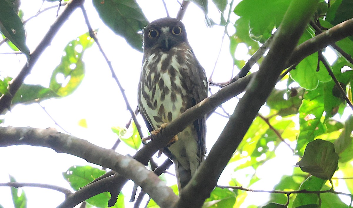 Ninox iluna - ML646960252