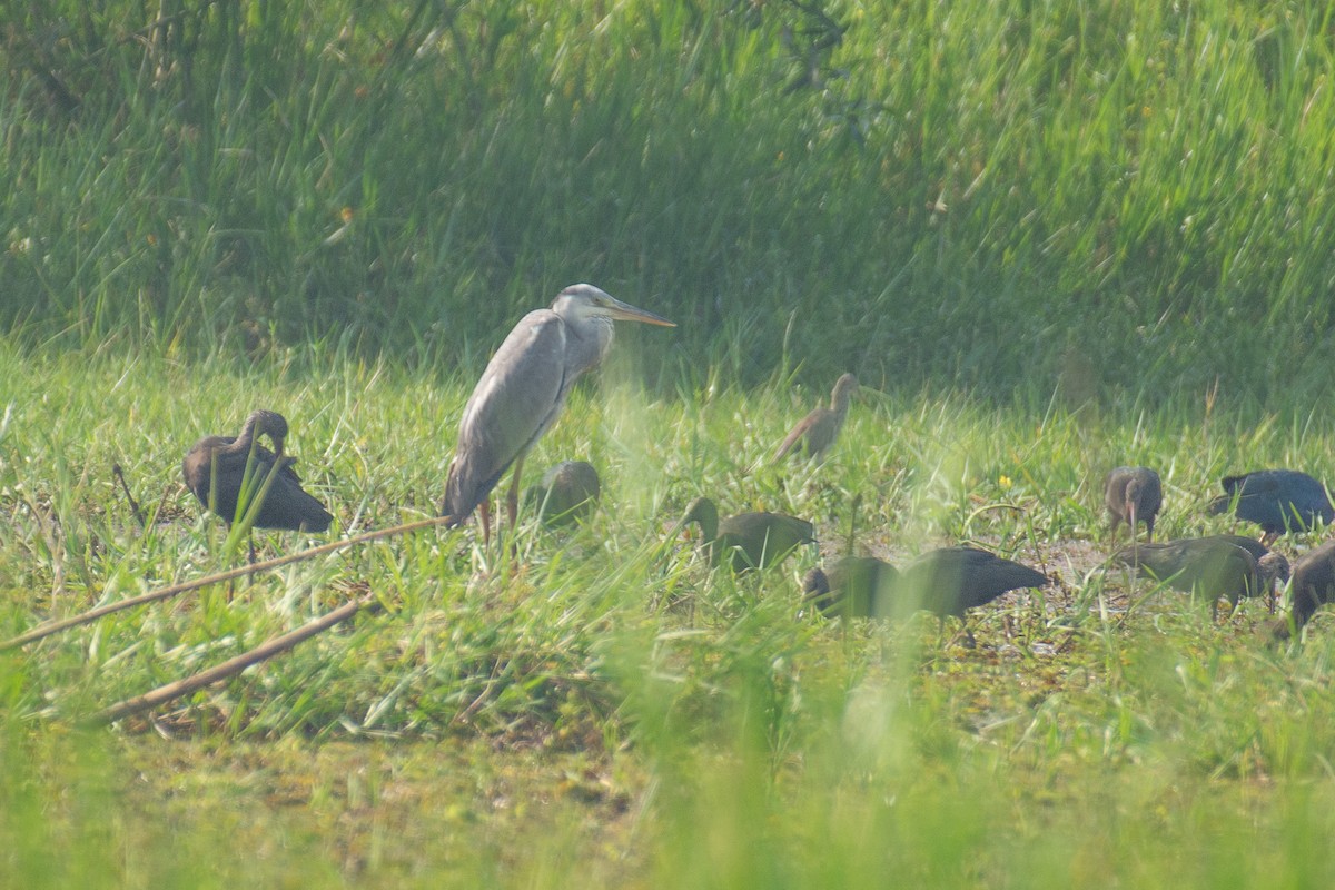 Airone cenerino - ML646960256