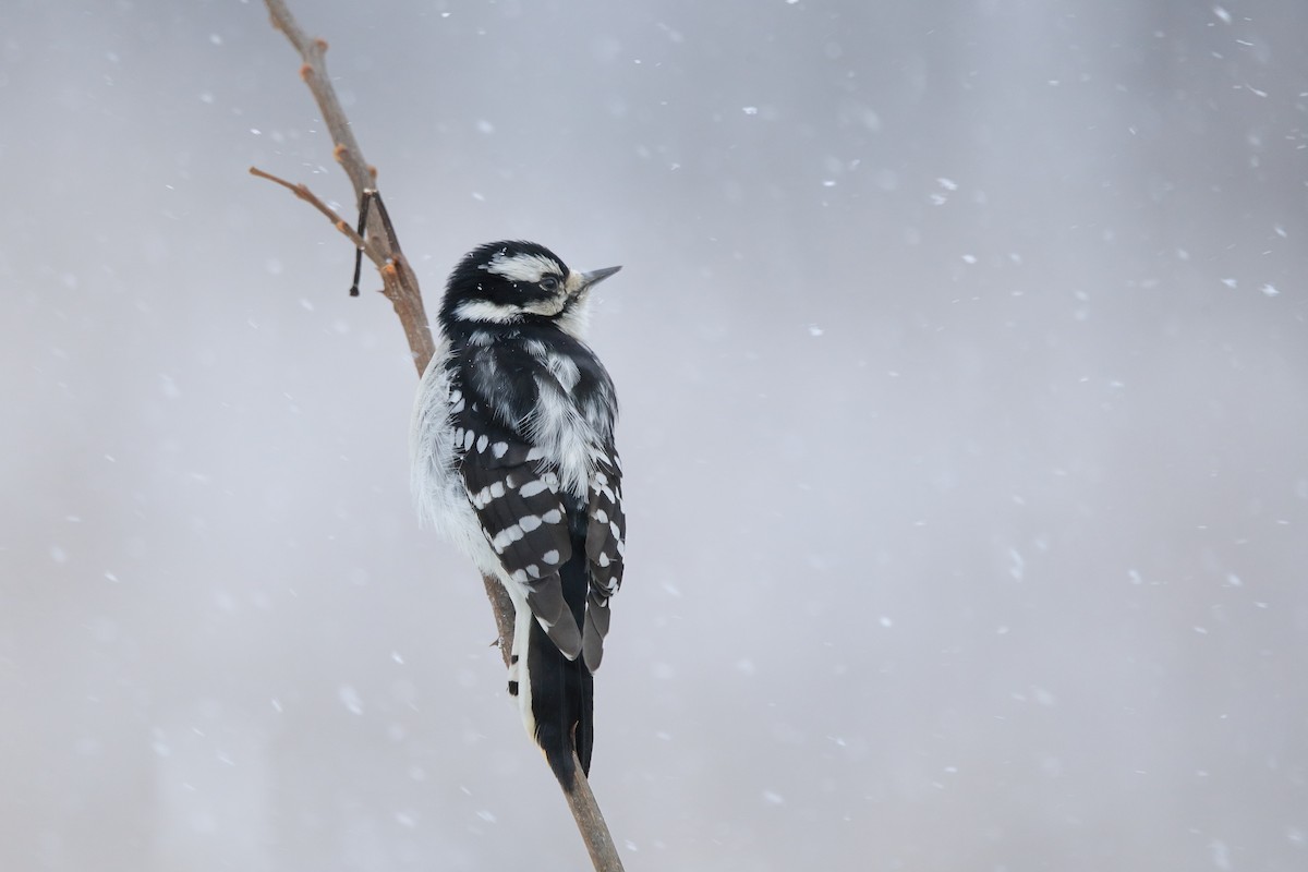 Downy Woodpecker - ML646960257