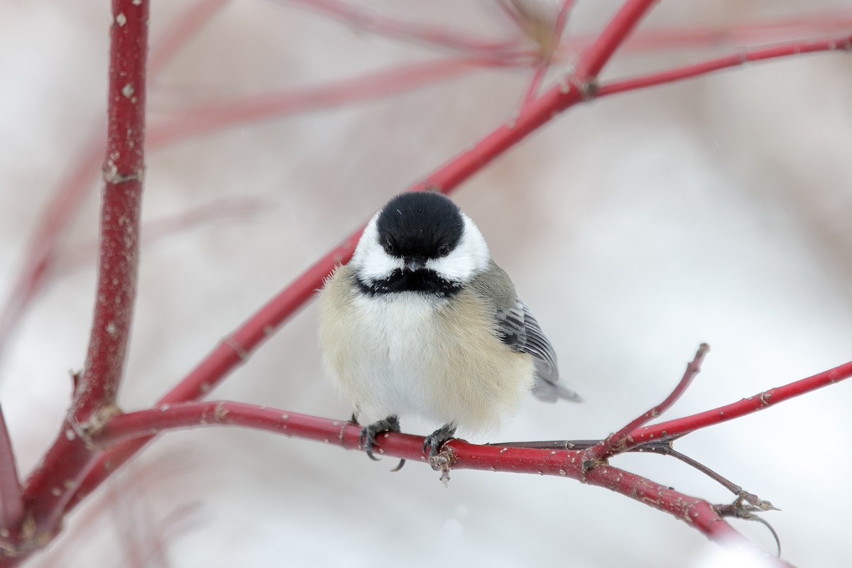 Carbonero Cabecinegro - ML646960258