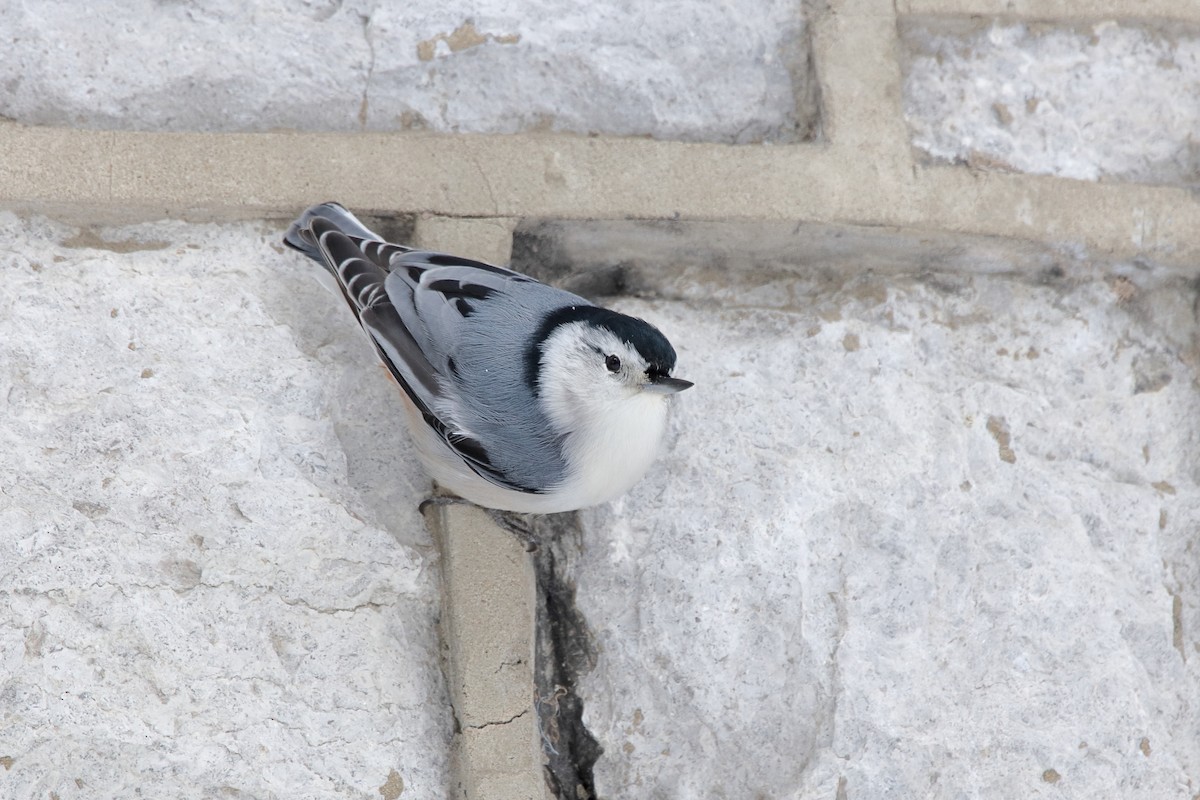 White-breasted Nuthatch - ML646960259