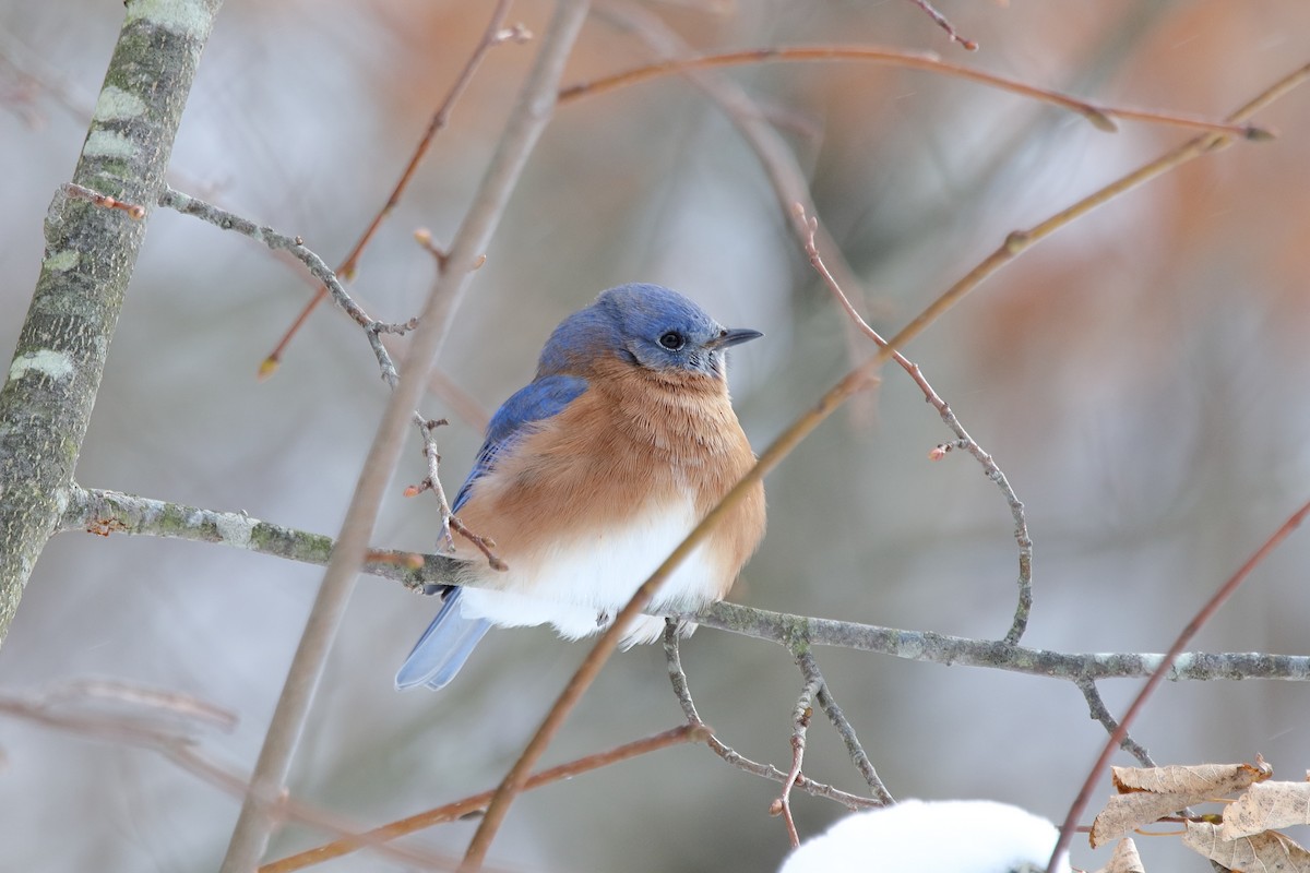 Azulejo Oriental - ML646960267