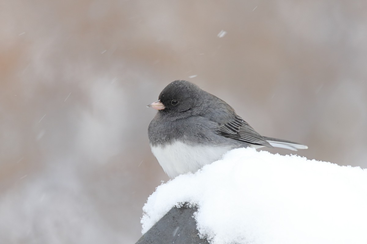 Junco Ojioscuro - ML646960273