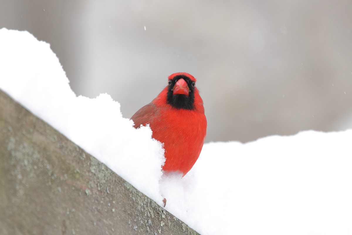 Cardenal Norteño - ML646960274