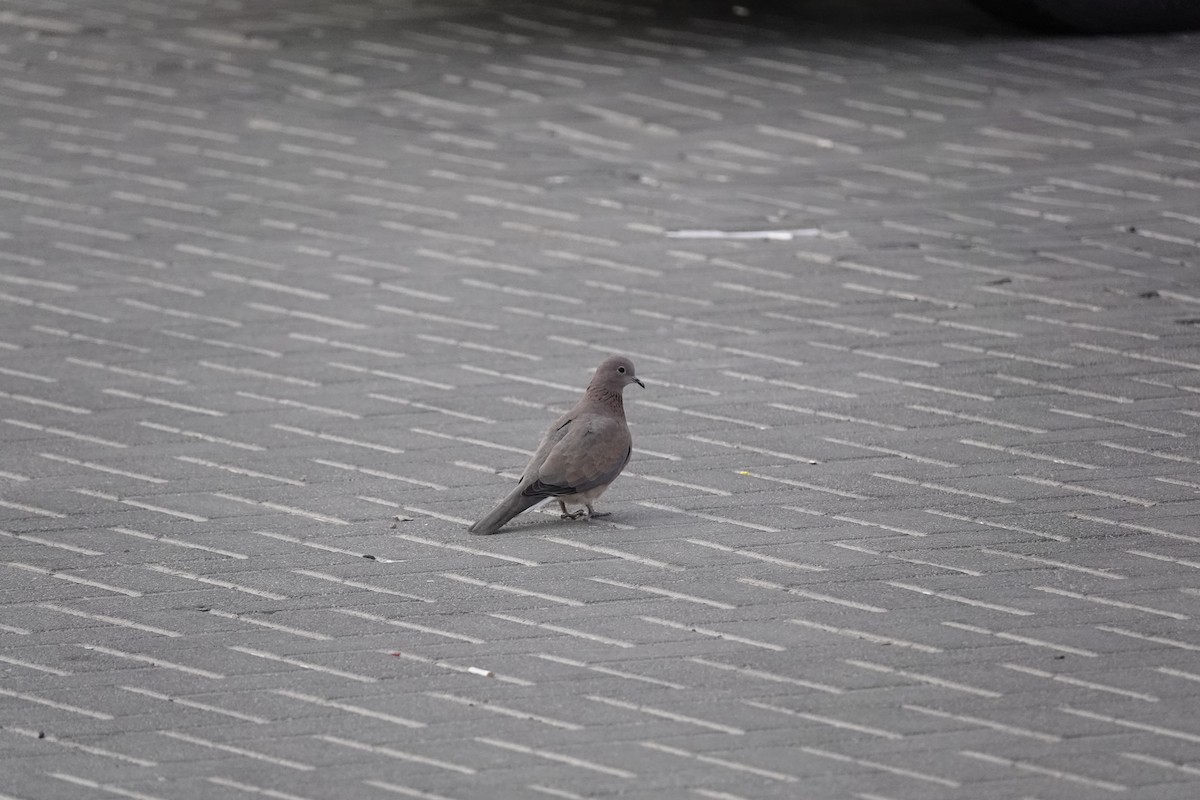 צוצלת - ML646960279