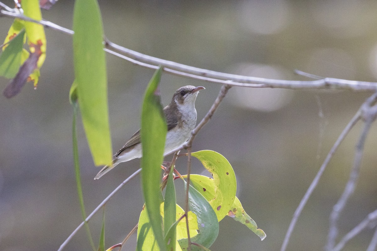 ウロコミツスイ - ML646960284