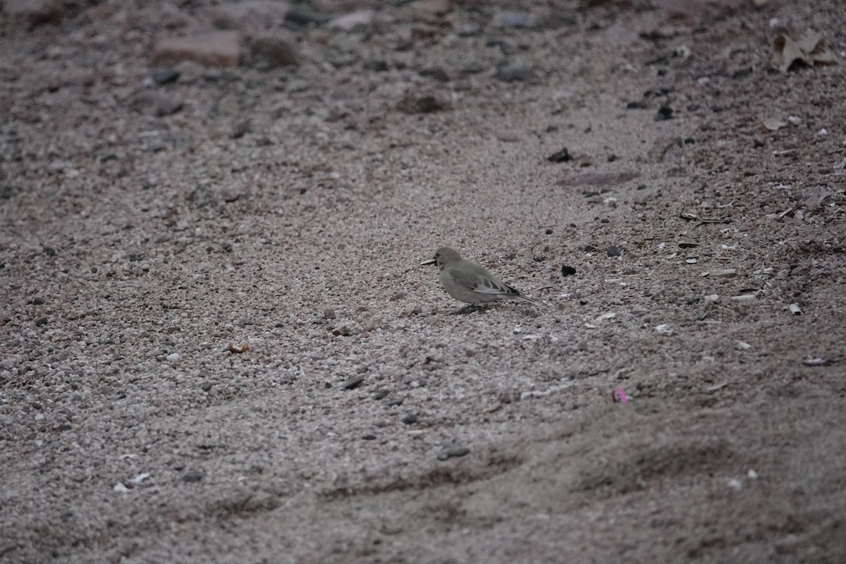 Weißflügelgimpel - ML646960286