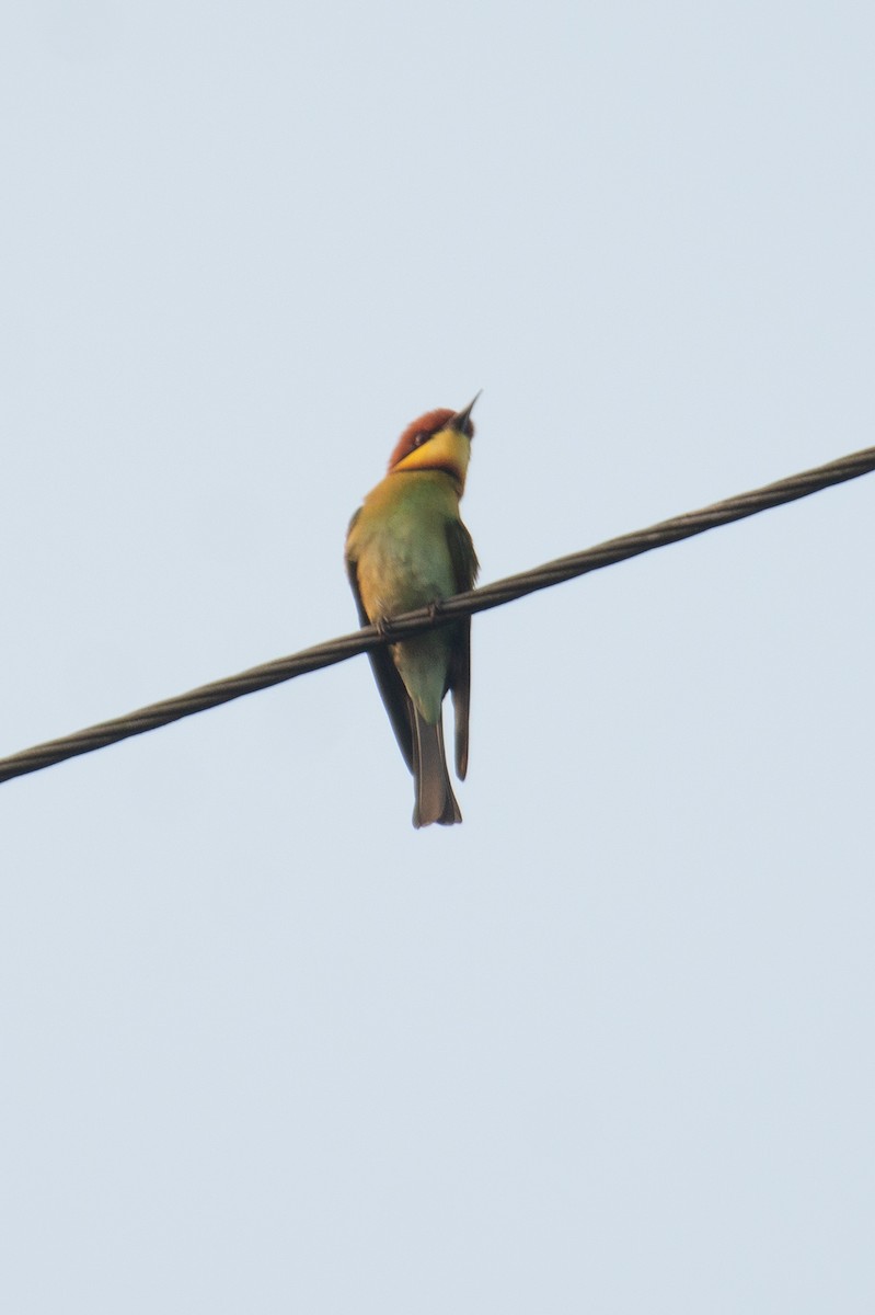 bengalbieter - ML646960289