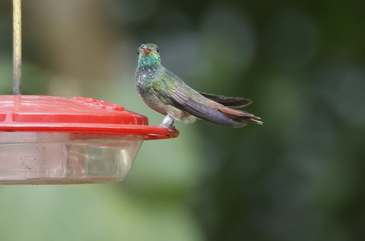 Buff-bellied Hummingbird - ML646960290