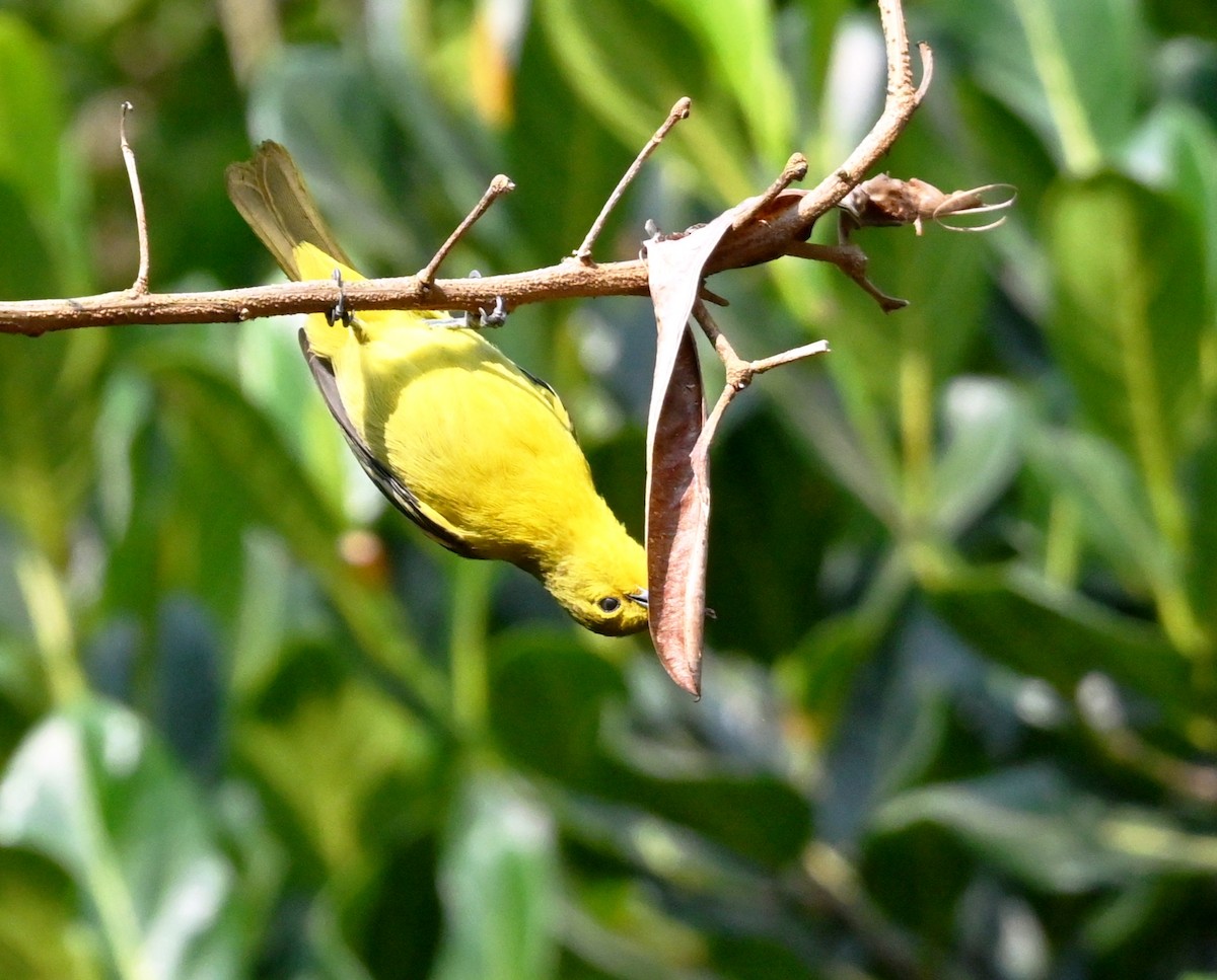 Common Iora - ML646960307