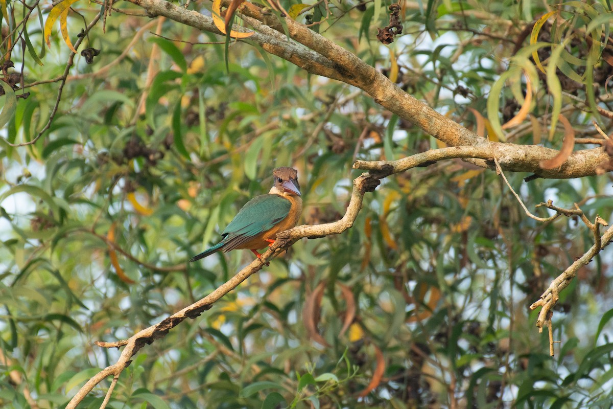 Аистоклювый гуриал - ML646960308