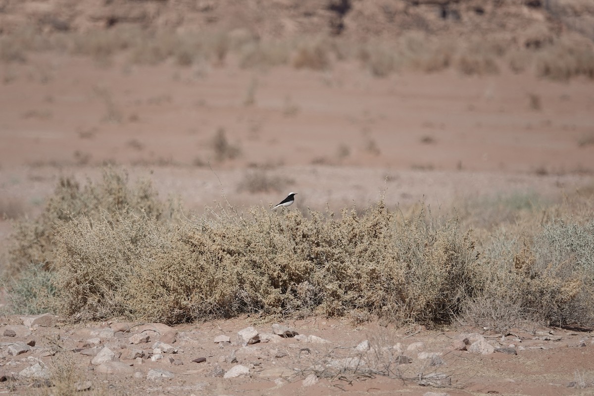 Collalba Monje - ML646960309