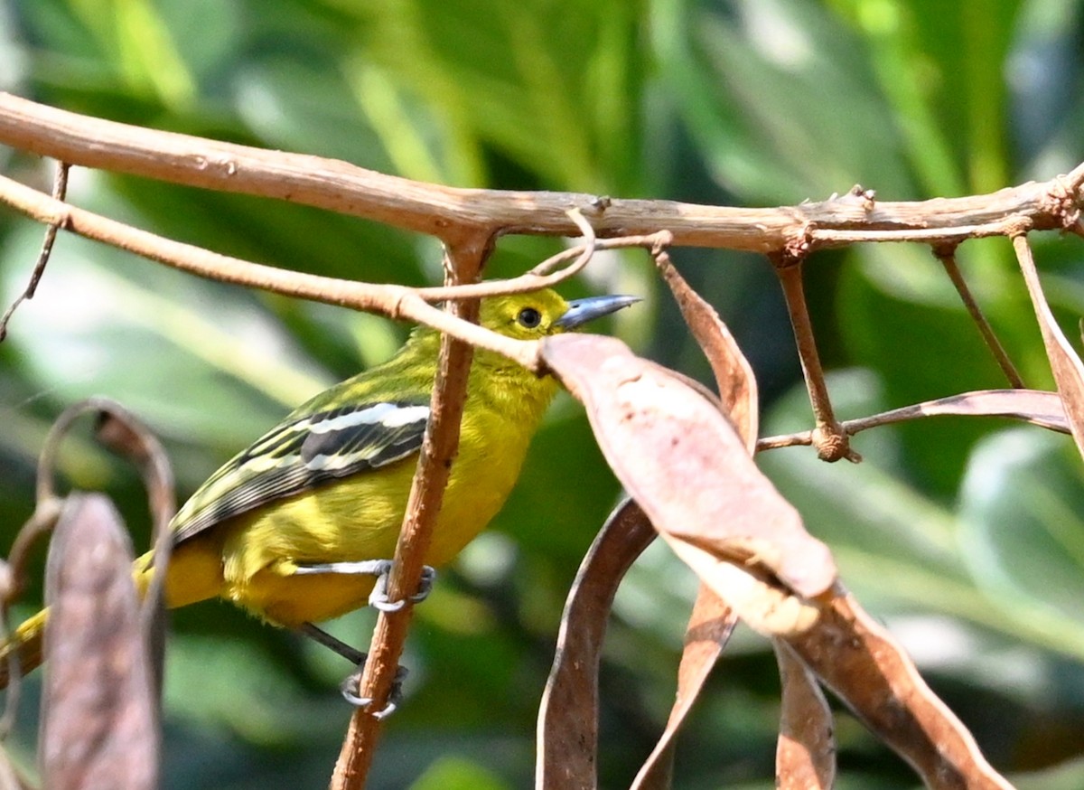 Common Iora - ML646960311