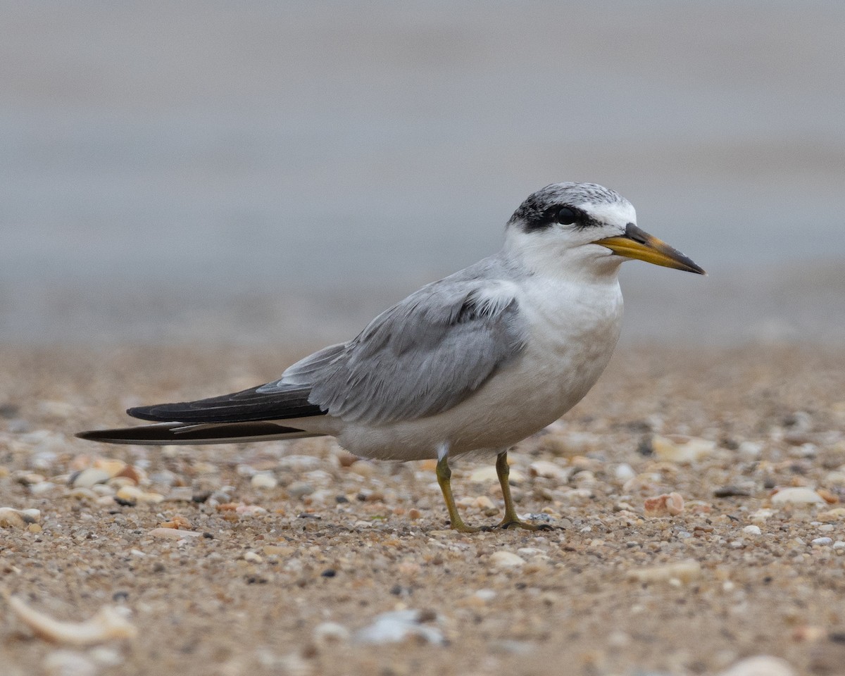 Yellow-billed Tern - ML646960314
