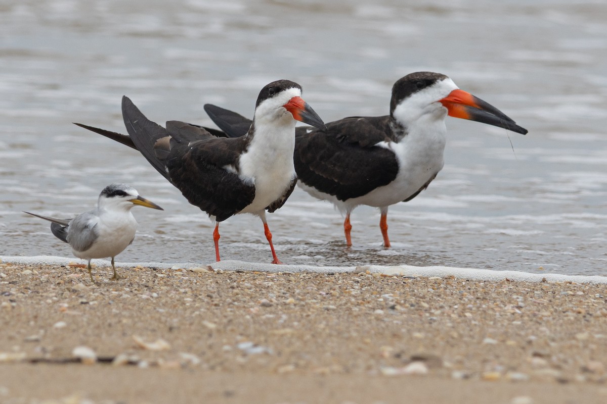 Black Skimmer - ML646960315