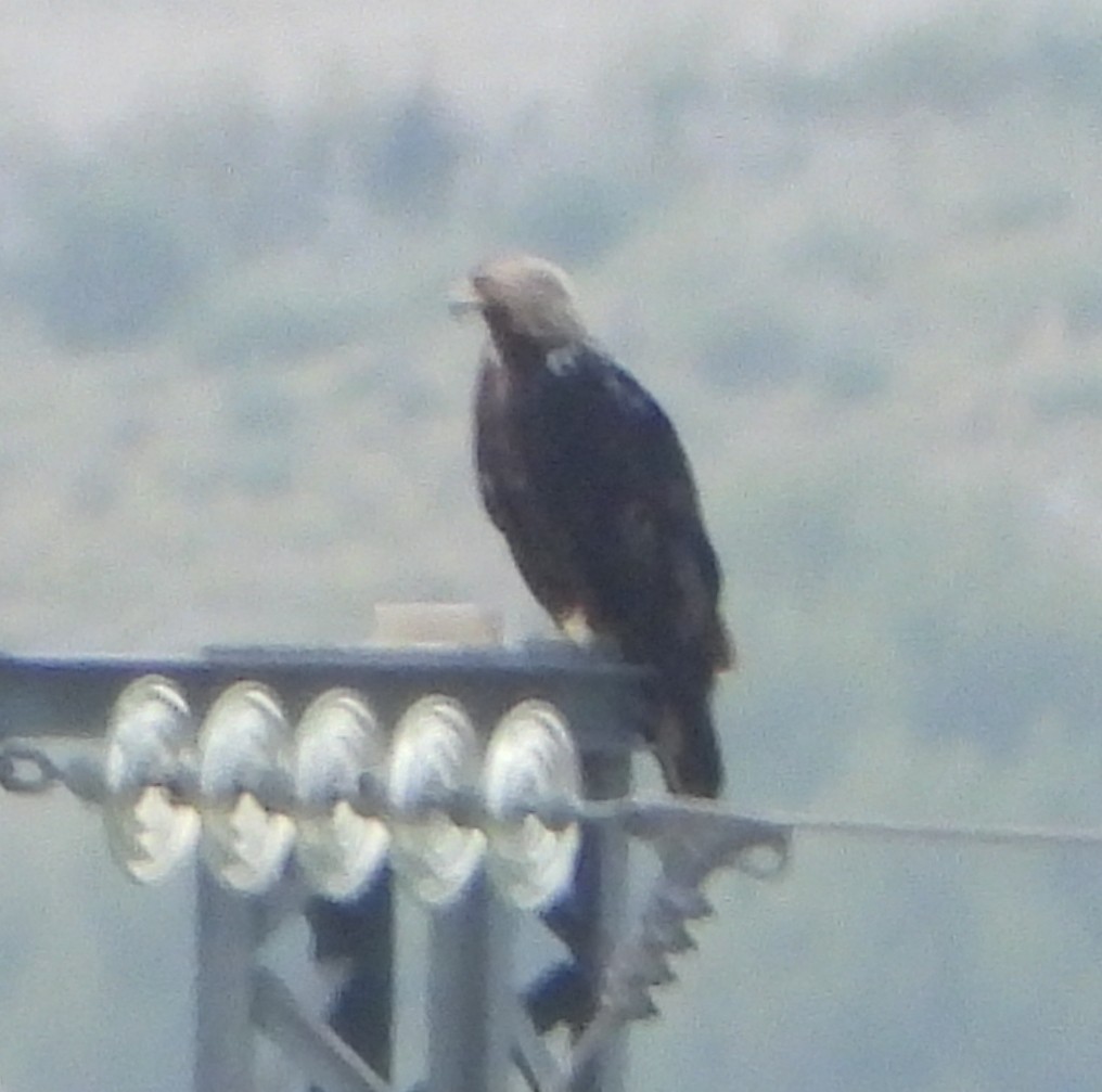 Spanish Eagle - ML646960327