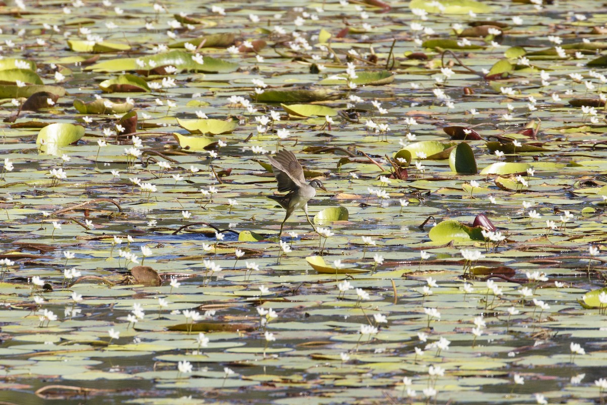 マミジロクイナ - ML646960333