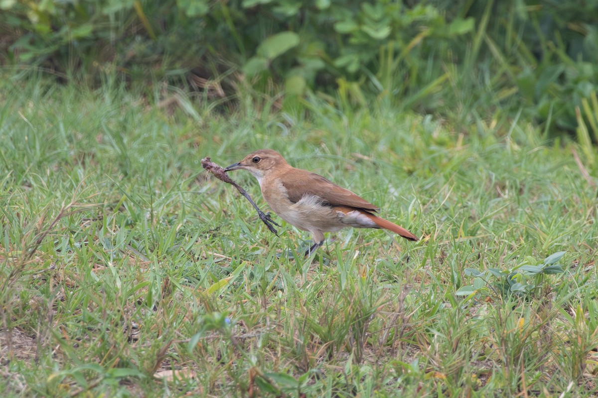 Rufous Hornero - ML646960334