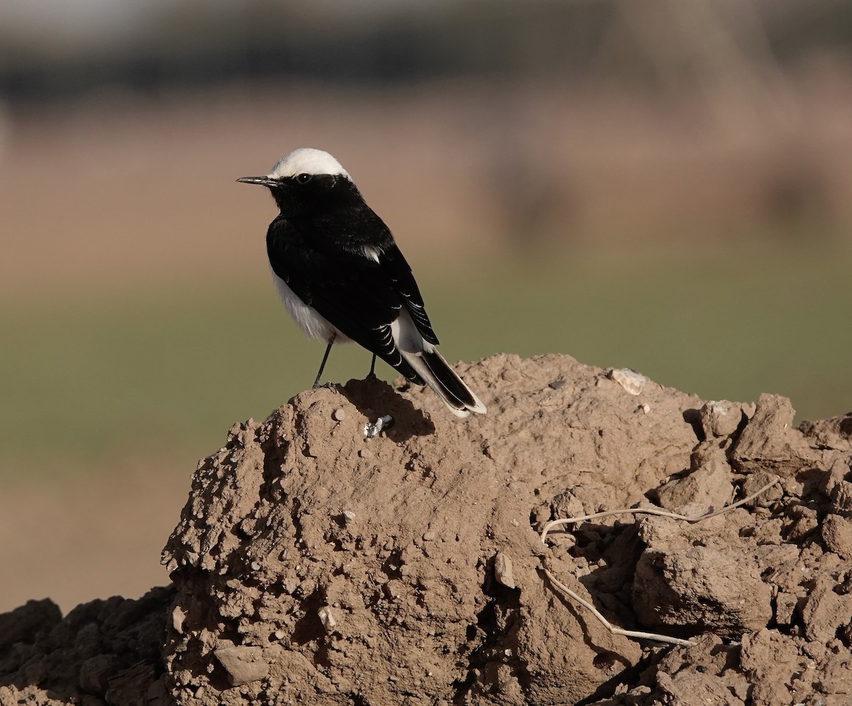 Collalba Monje - ML646960335