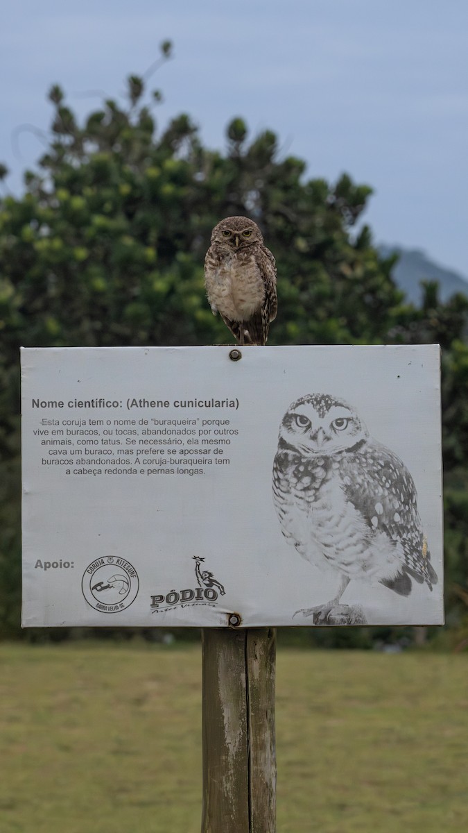 Burrowing Owl - ML646960337