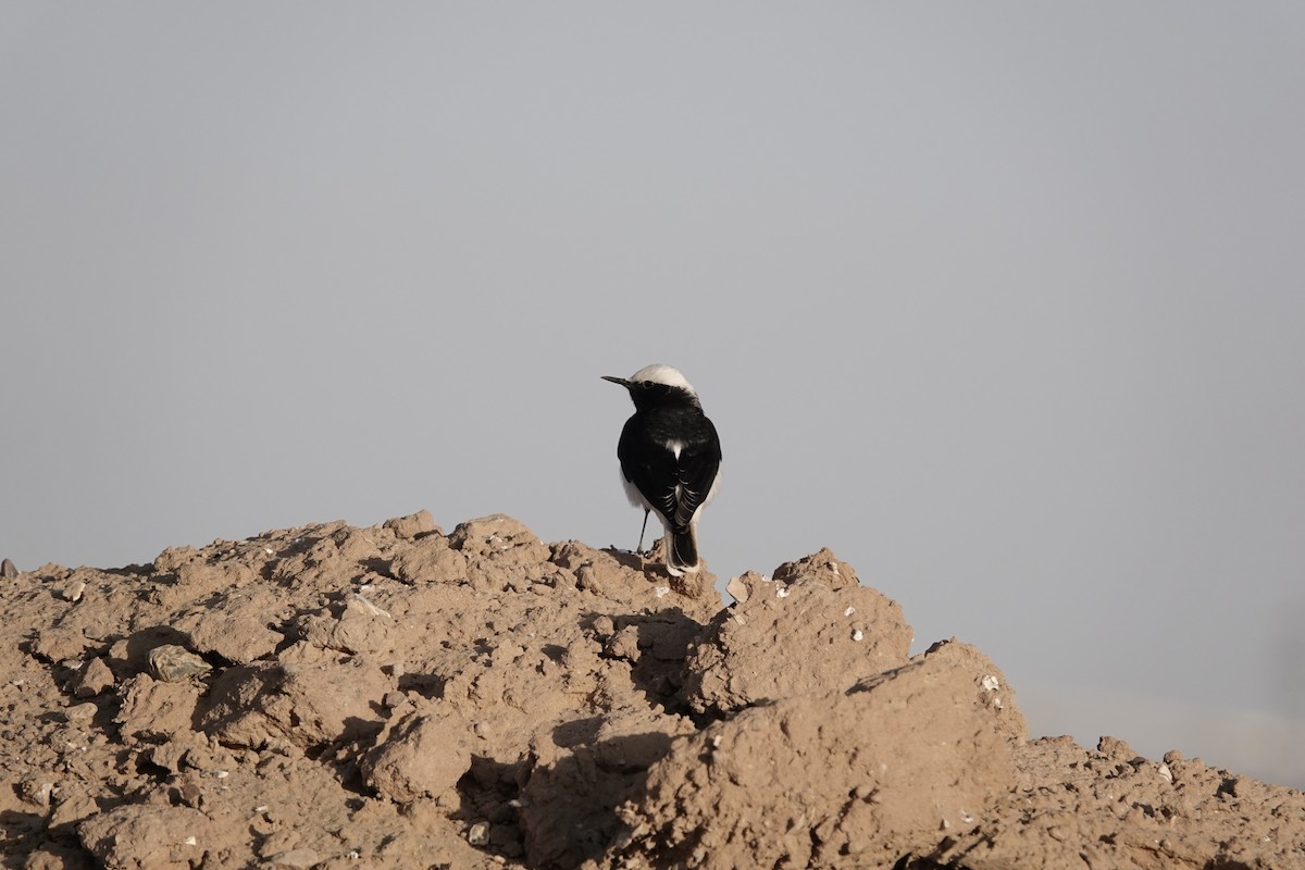 Collalba Monje - ML646960345