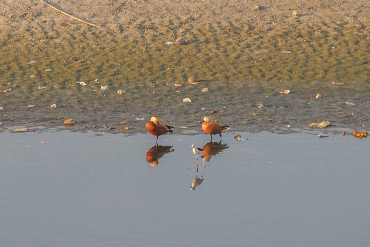 rustand - ML646960346